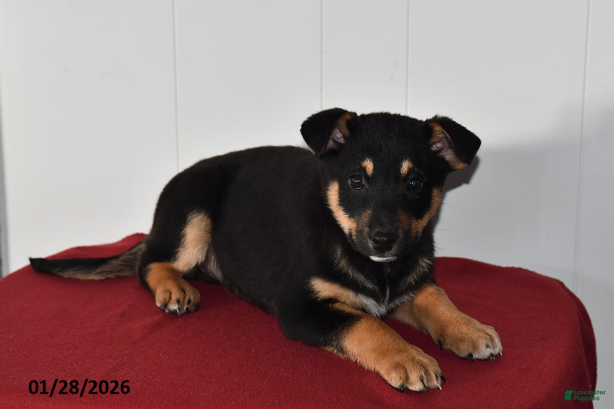 Mixed Breed dogs Ned - Ad 17