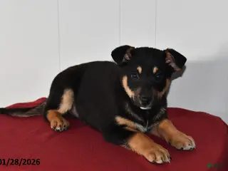 Mixed Breed dogs Ned - Ad 17