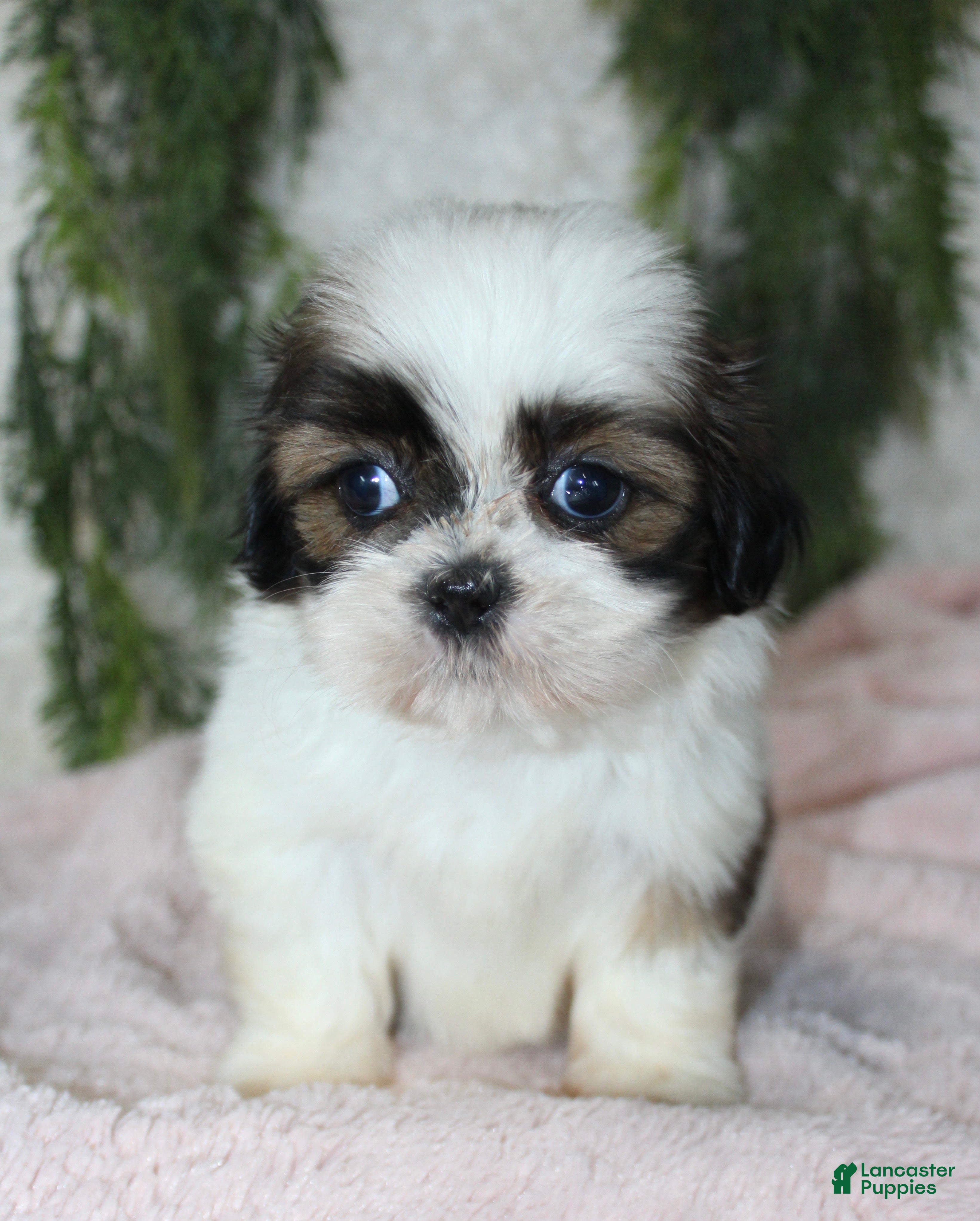 Shih Tzu dogs Shih Tzu 4 - Ad 34