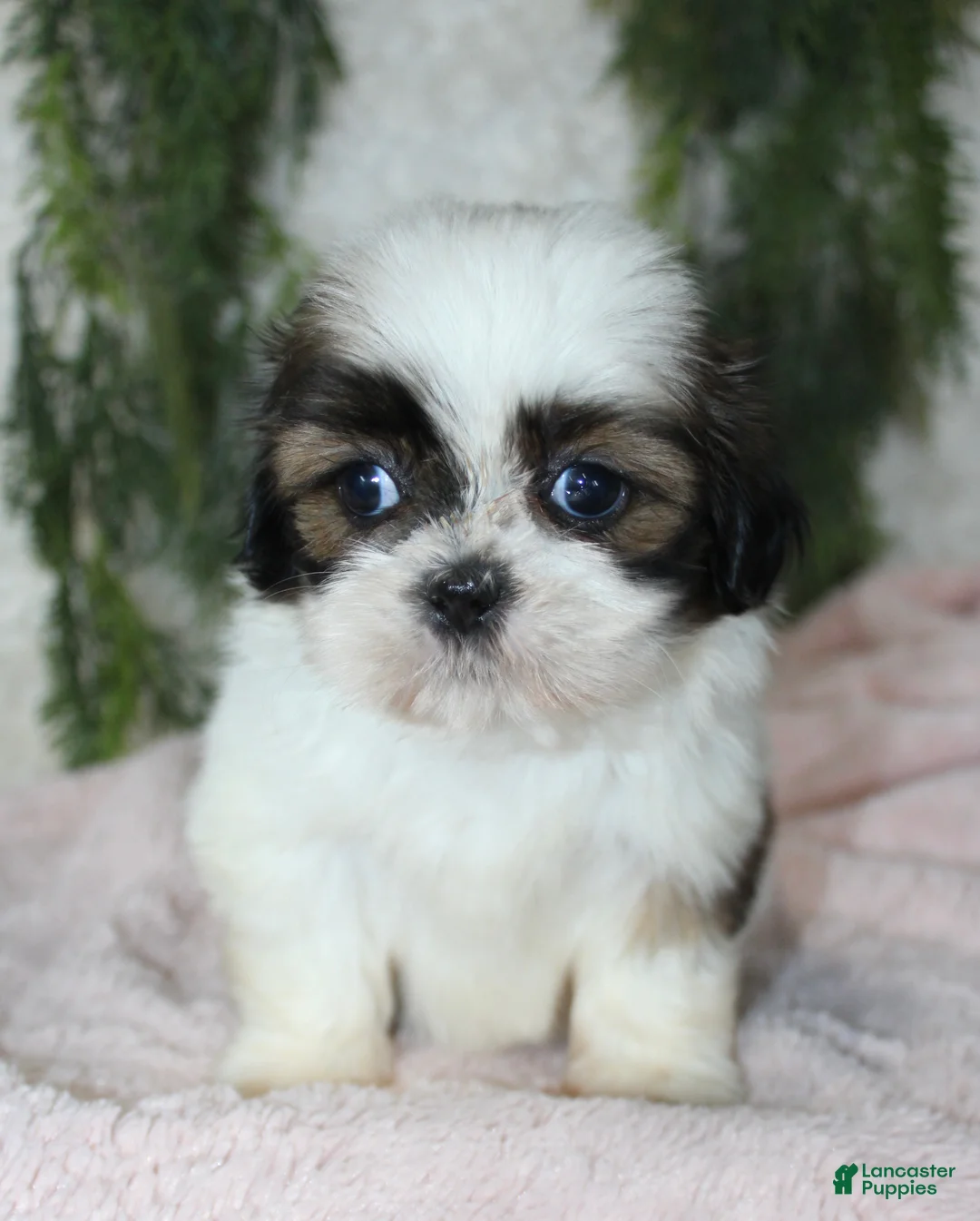 Shih Tzu dogs for sale: Shih Tzu 4 - Ad 1