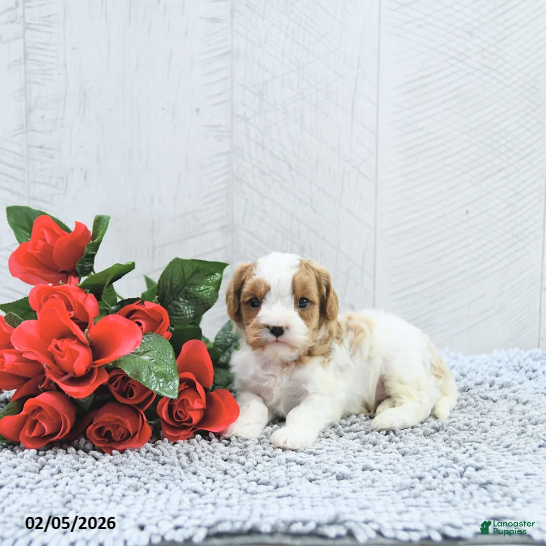 Cavapoo dogs for sale: Macho - Ad 4