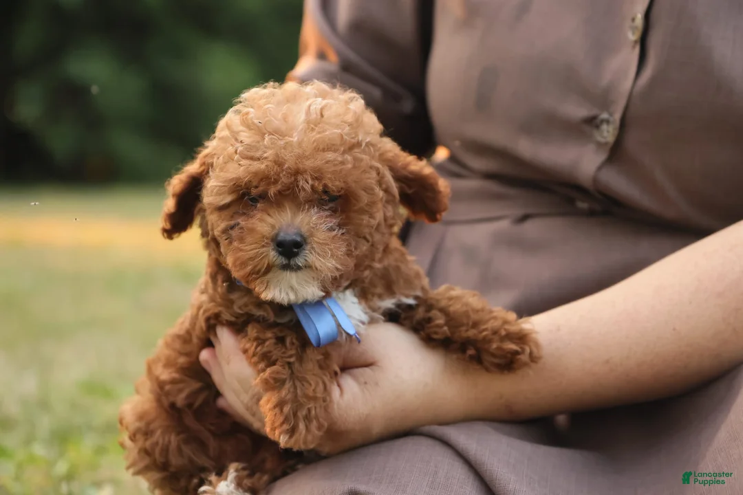 Toy Poodle dogs for sale: Reese - Ad 12