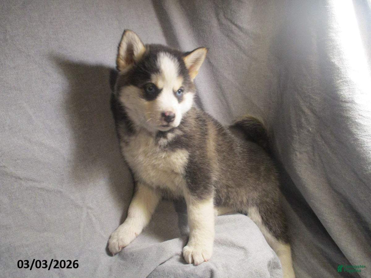 Pomsky dogs Sara  - Ad 2