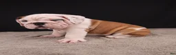 English Bulldog dogs for sale: Charlie  - Ad 12