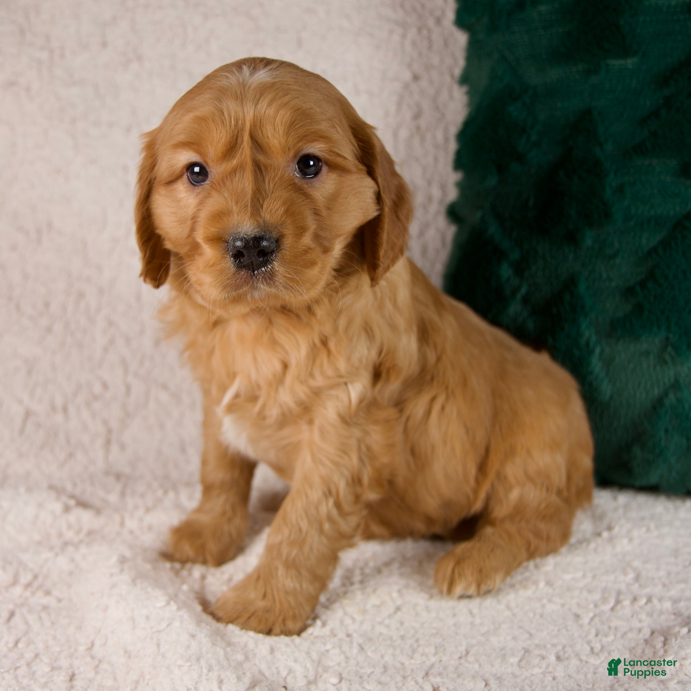 Mixed Breed dogs Marshall - Ad 36