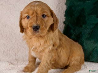 Mixed Breed dogs Marshall - Ad 26