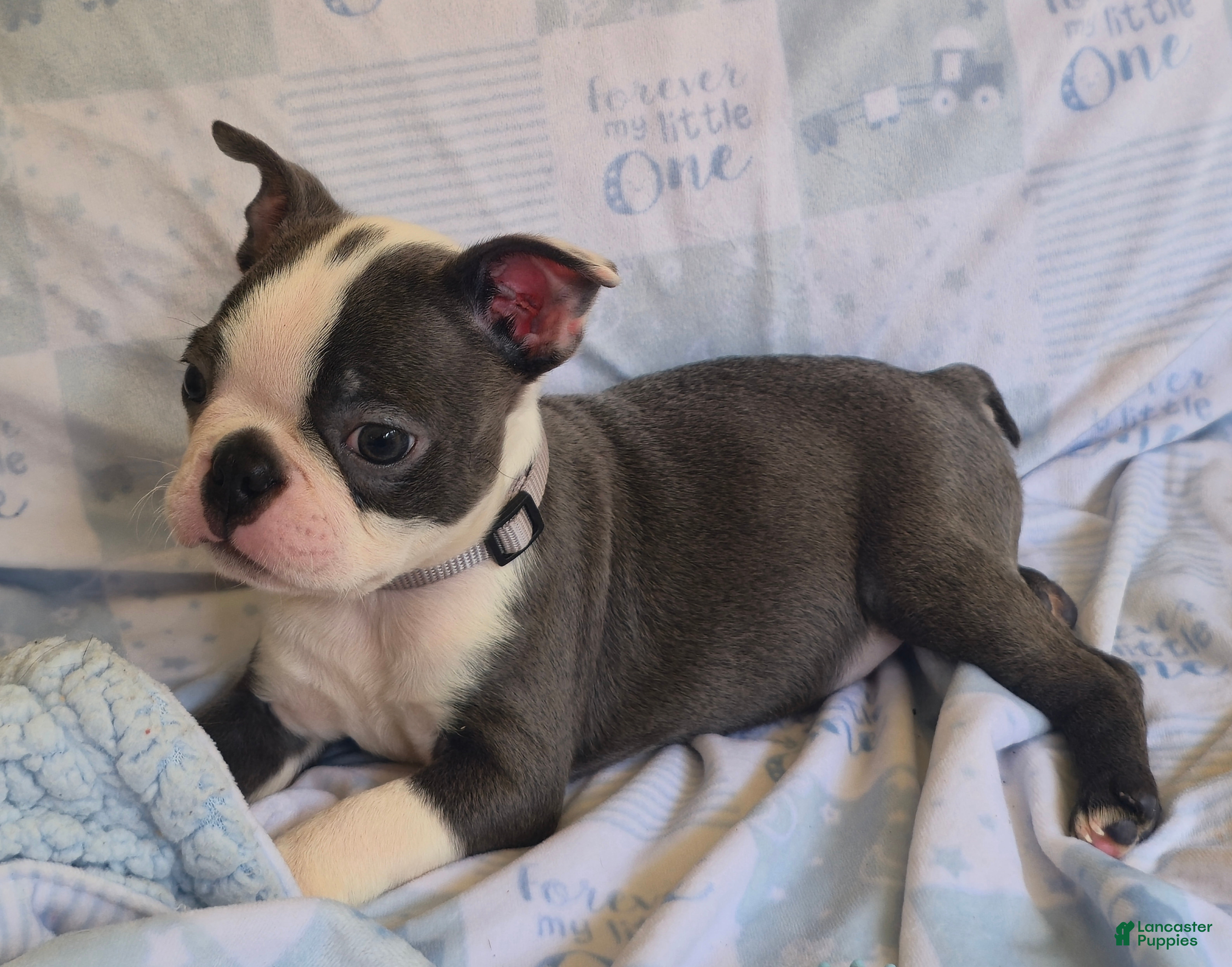 Boston Terrier dogs Charlie - Ad 1