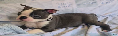Charlie