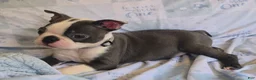 Boston Terrier dogs for sale: Charlie - Ad 1