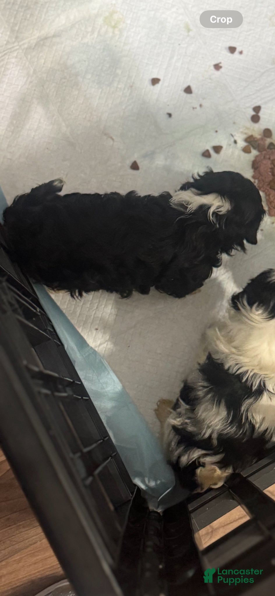 Shih Tzu dogs Shih Tzu Puppy 1 - Ad 1