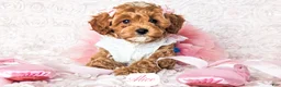 Cavapoo dogs for sale: Alice - Ad 18