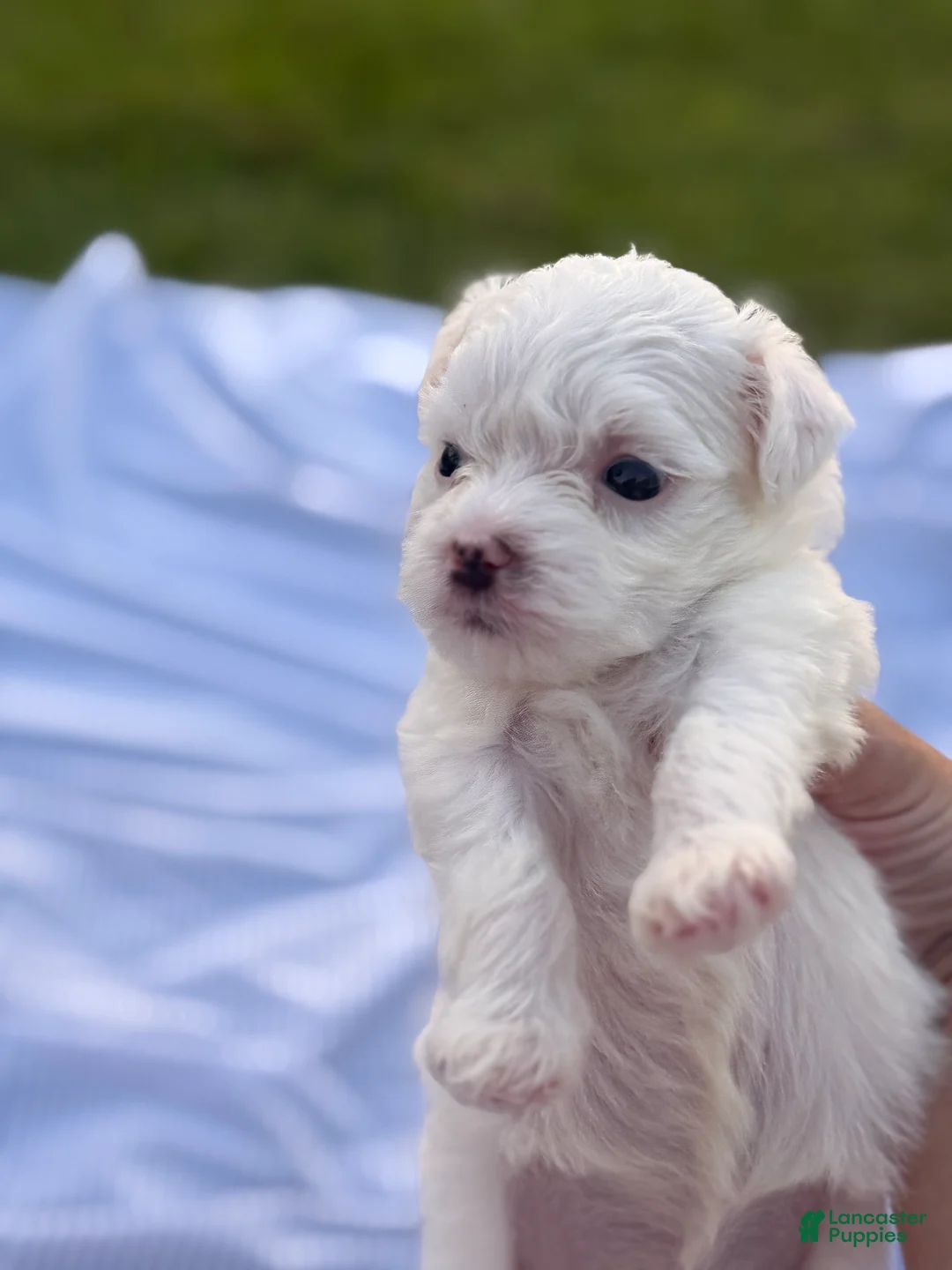 Malshi dogs for sale: Malshi 2 - Ad 2