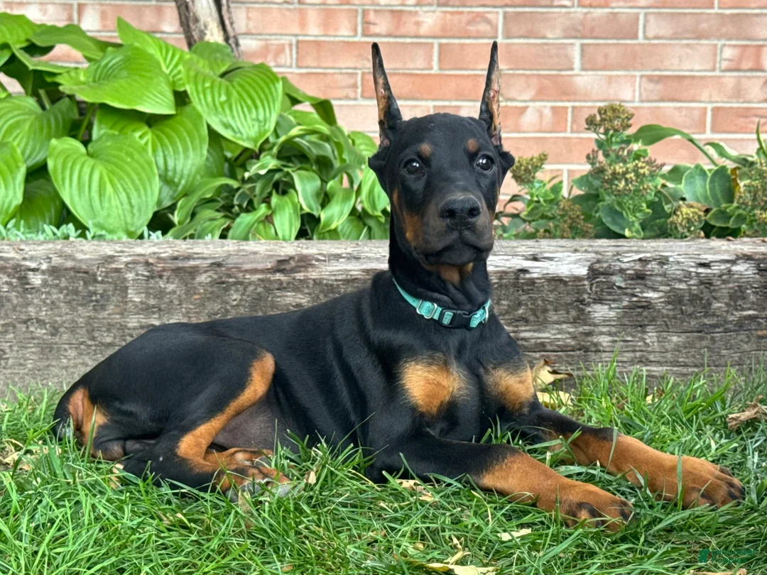Doberman Pinscher dogs for sale: Bianca - Ad 1