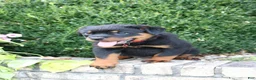 Rottweiler dogs for sale: Lala - Ad 9