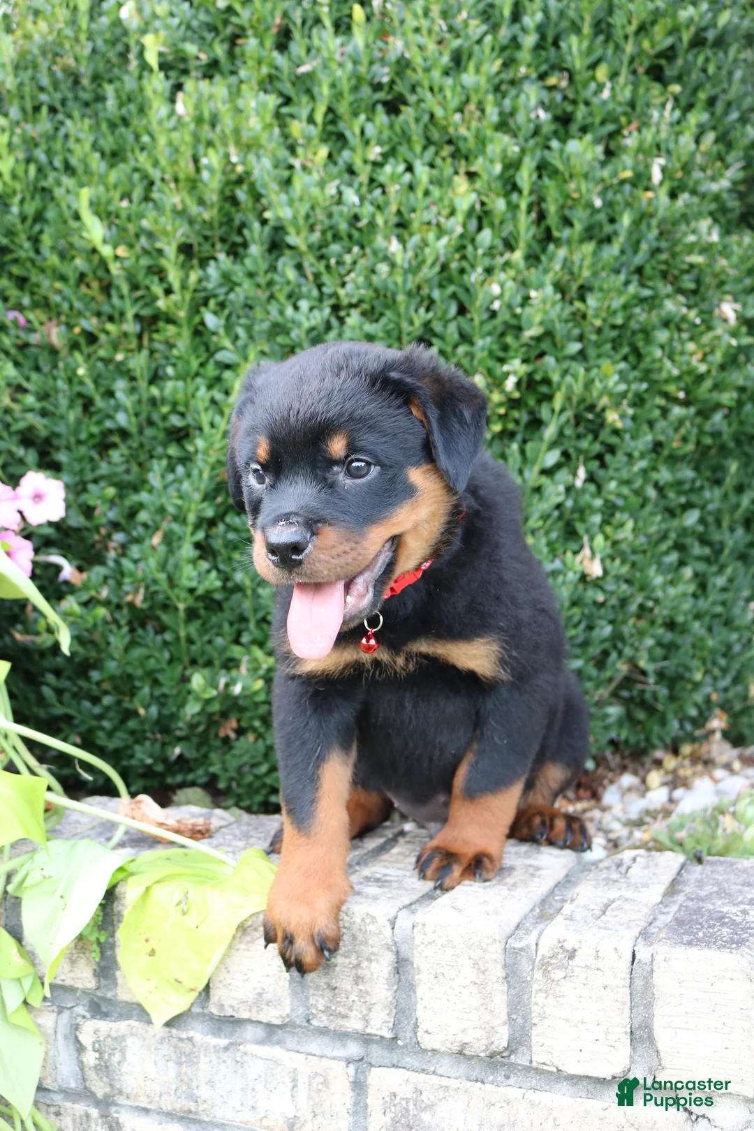 Rottweiler dogs for sale: Lala - Ad 9