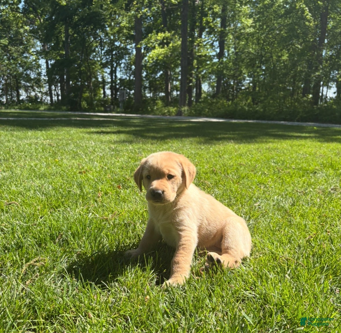 Labrador Retriever dogs Honey - Ad 2
