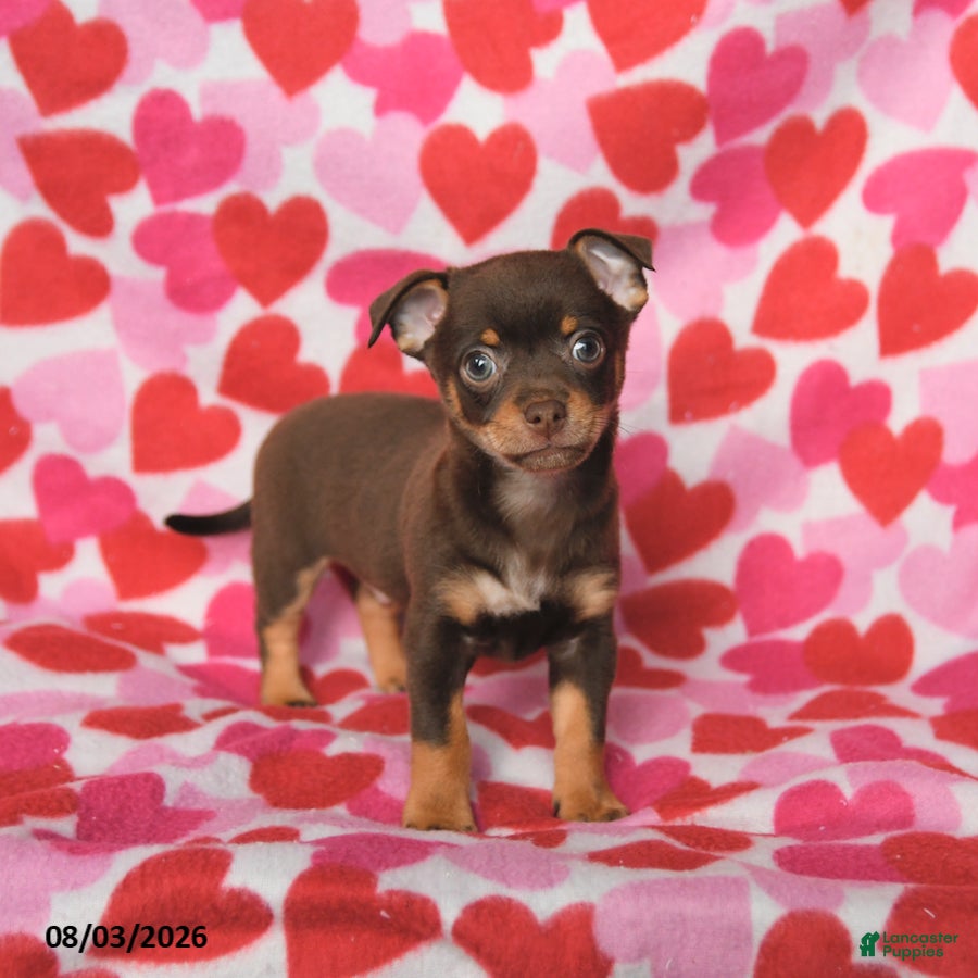 Chihuahua dogs Pluto - Ad 2