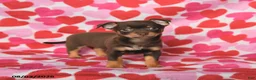 Chihuahua dogs for sale: Pluto - Ad 2