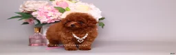 Toy Poodle dogs for sale: HÉLÈNE TINY RED TEACUP TOY POODLE GIRL - Ad 5
