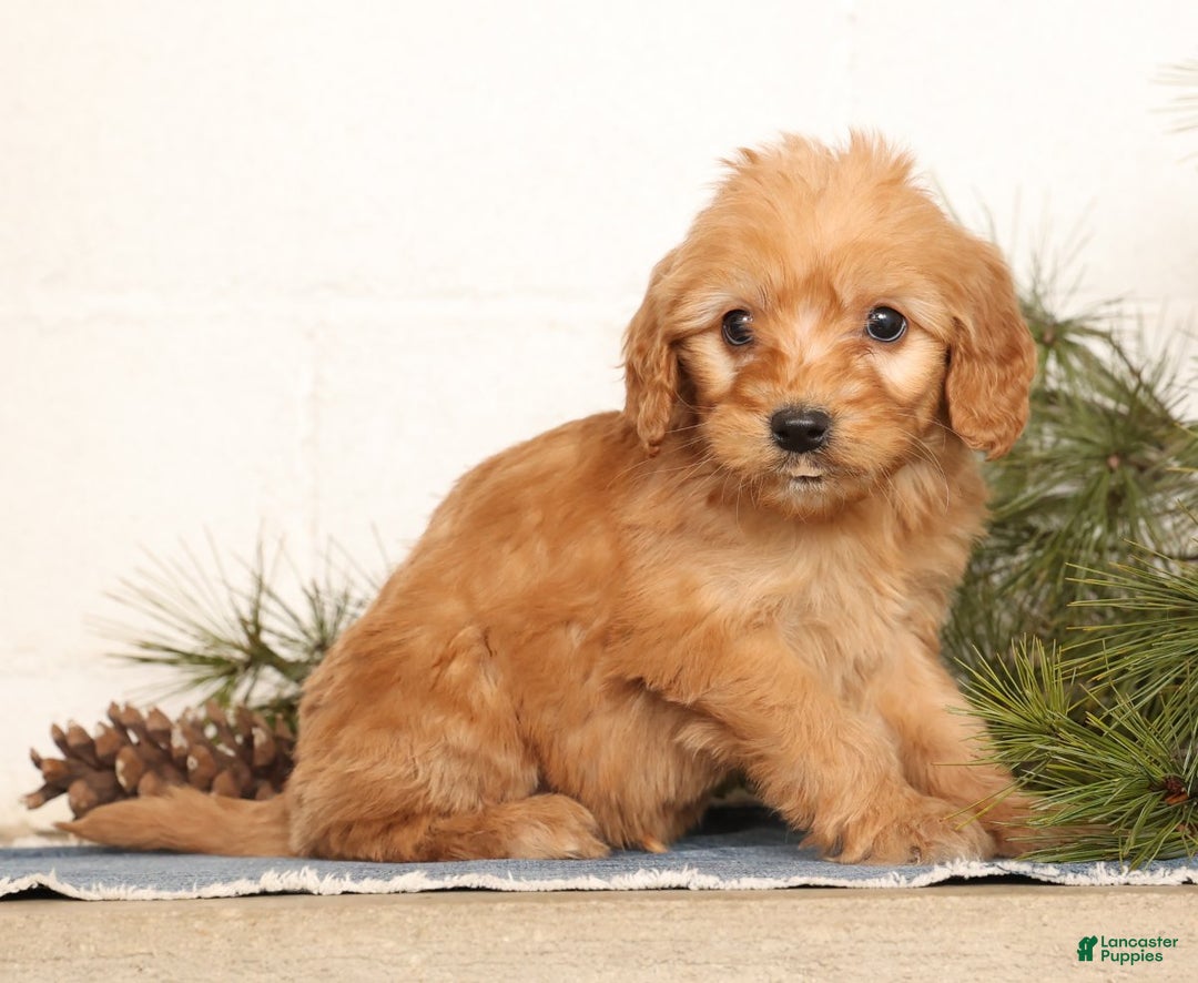 Mini Goldendoodle dogs for sale: Mikey - Ad 4