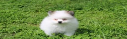 Pomeranian dogs for sale: Cora - Ad 6