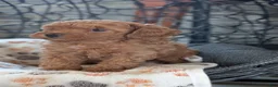 Toy Poodle dogs for sale: Wanda - Ad 4
