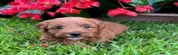 Mini Goldendoodle dogs for sale: Poppi - Ad 4