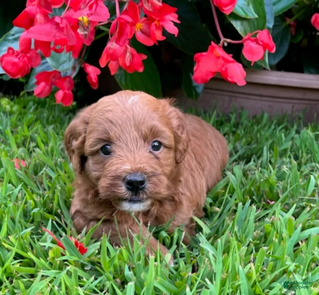 Mini Goldendoodle dogs for sale: Poppi - Ad 4