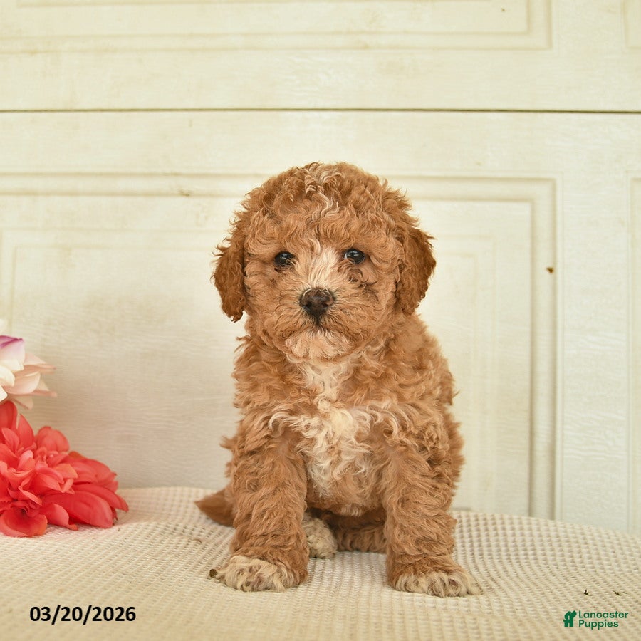 Mixed Breed dogs Anakin - Ad 1