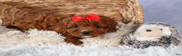 Cavapoo dogs for sale: GUS - Ad 11