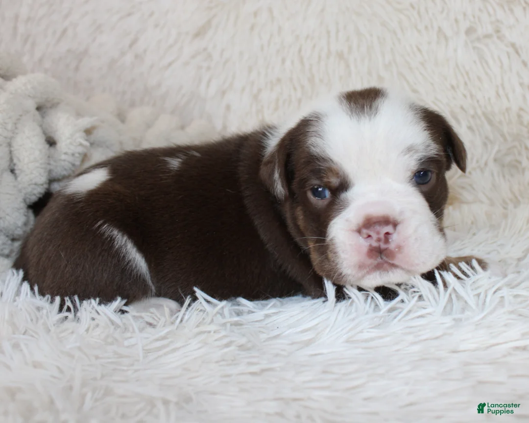 English Bulldog dogs for sale: Milo - Ad 1