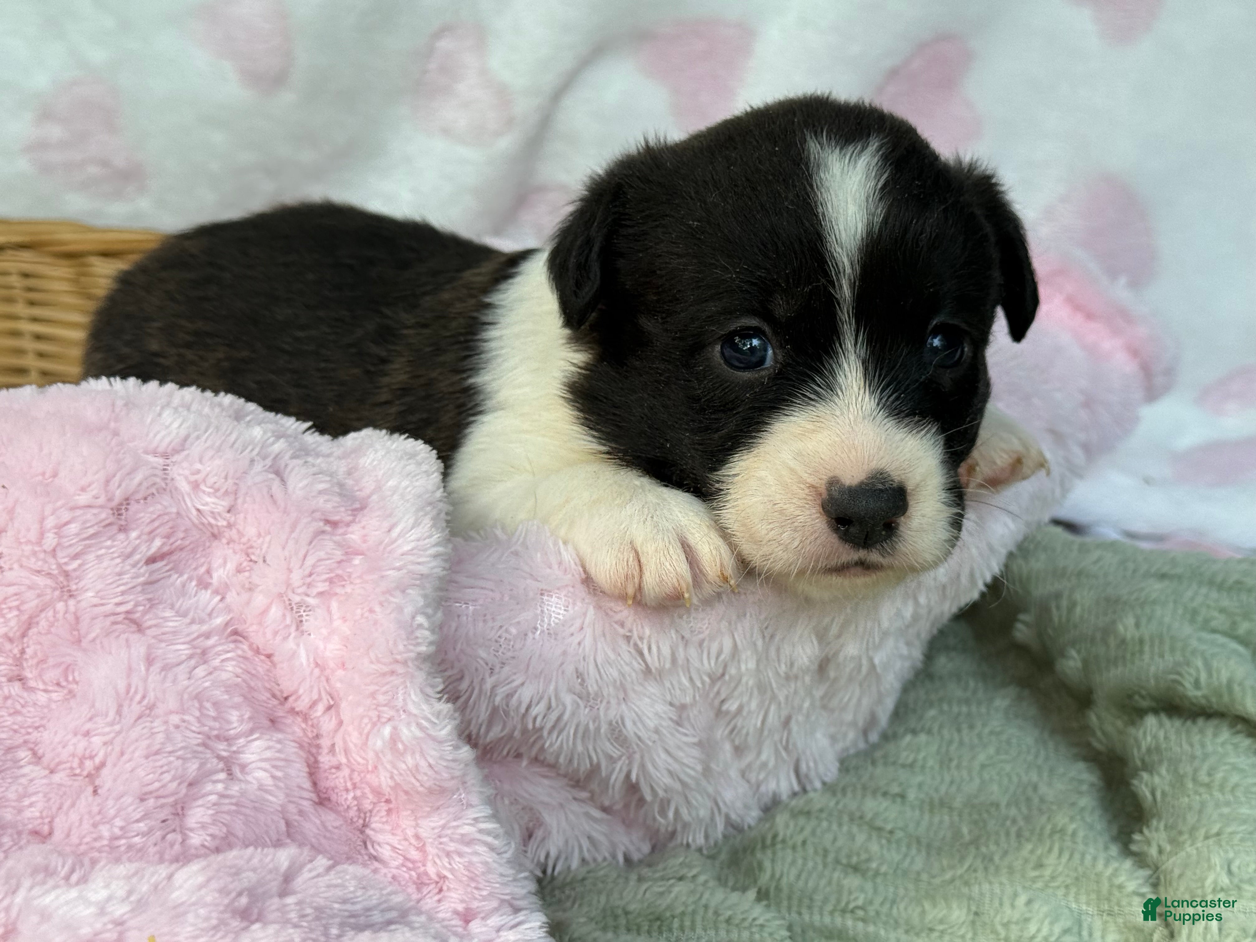 Mixed Breed dogs BRINDLE - Ad 22