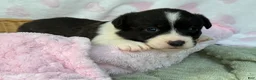 Mixed Breed dogs for sale: BRINDLE - Ad 1