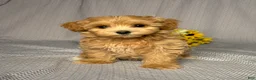 Maltipoo dogs for sale: Penny - Ad 1
