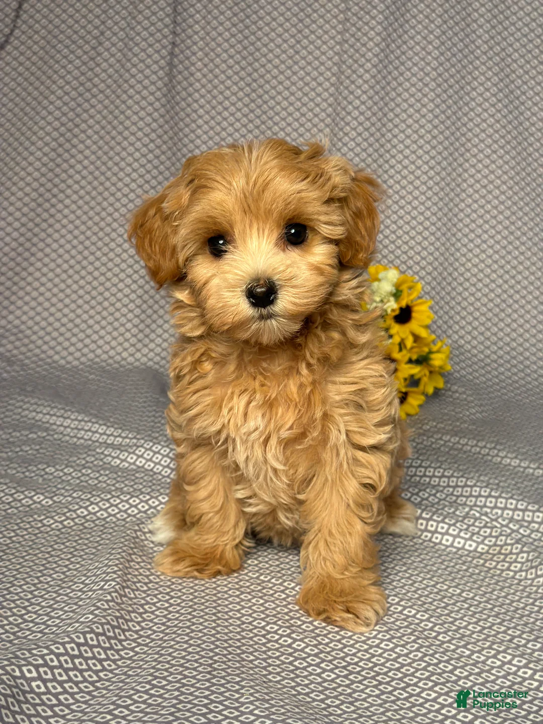 Maltipoo dogs for sale: Penny - Ad 1