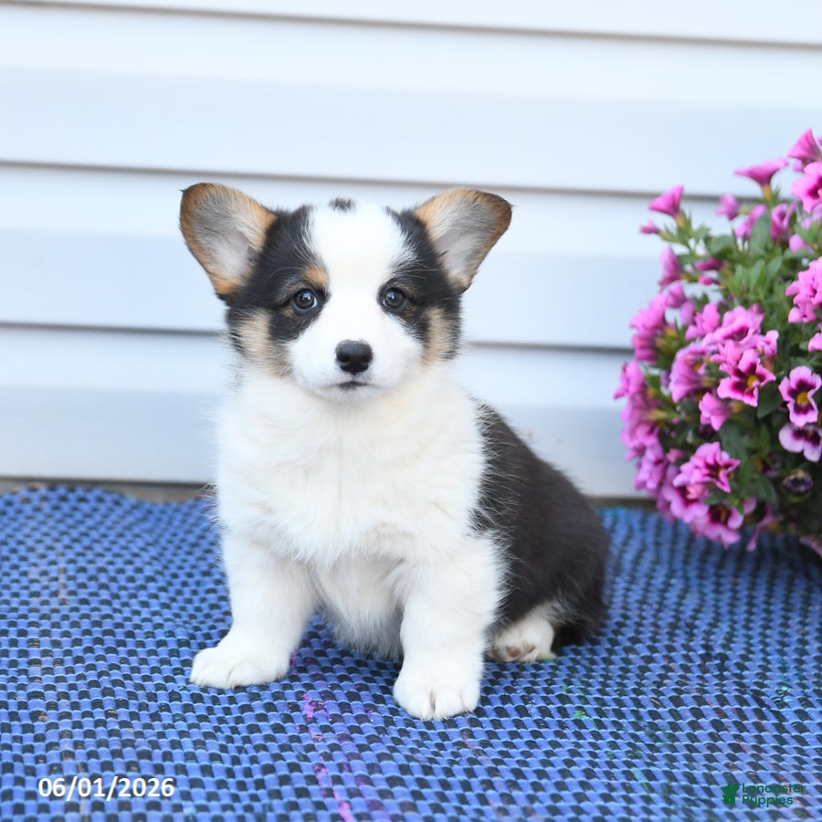 Welsh Corgi Pembroke dogs Opal - Ad 2