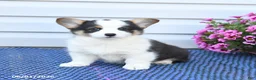 Welsh Corgi Pembroke dogs for sale: Opal - Ad 2