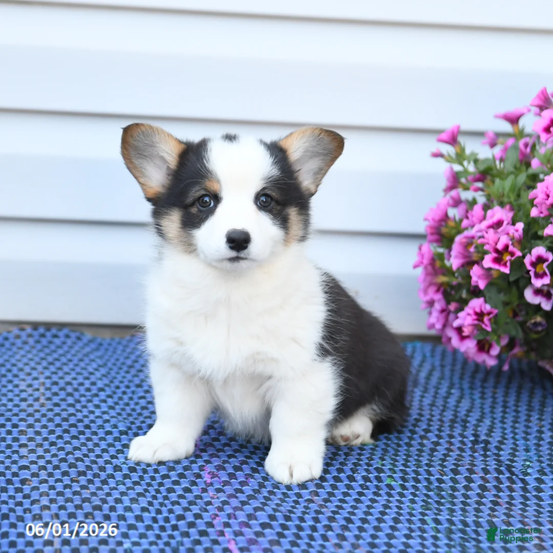 Welsh Corgi Pembroke dogs for sale: Opal - Ad 2