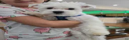 Maltese dogs for sale: Maltese Puppy 1 - Ad 7