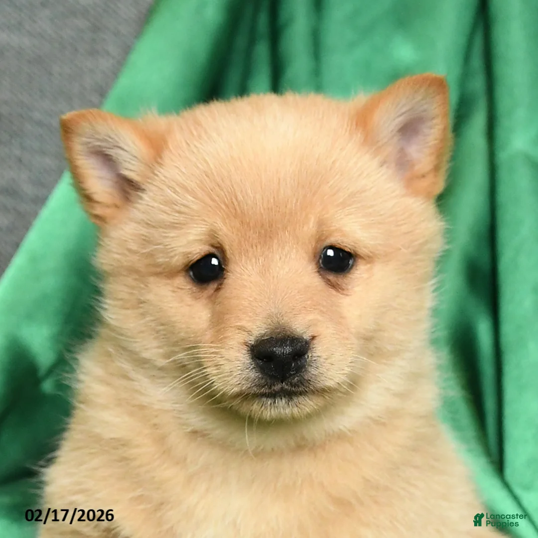 Schipperke dogs for sale: Finnegan - Ad 4