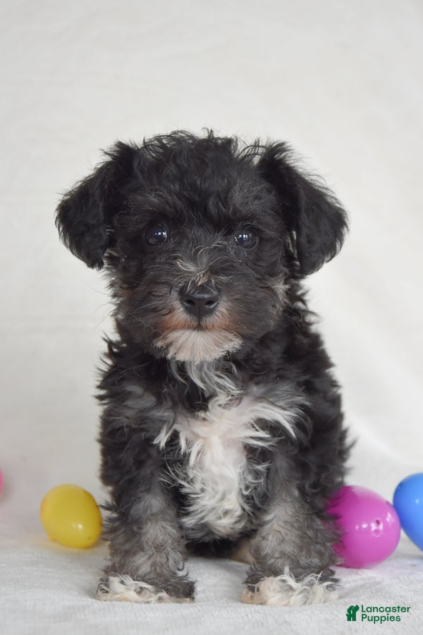 Miniature Schnauzer dogs Timber - Ad 2