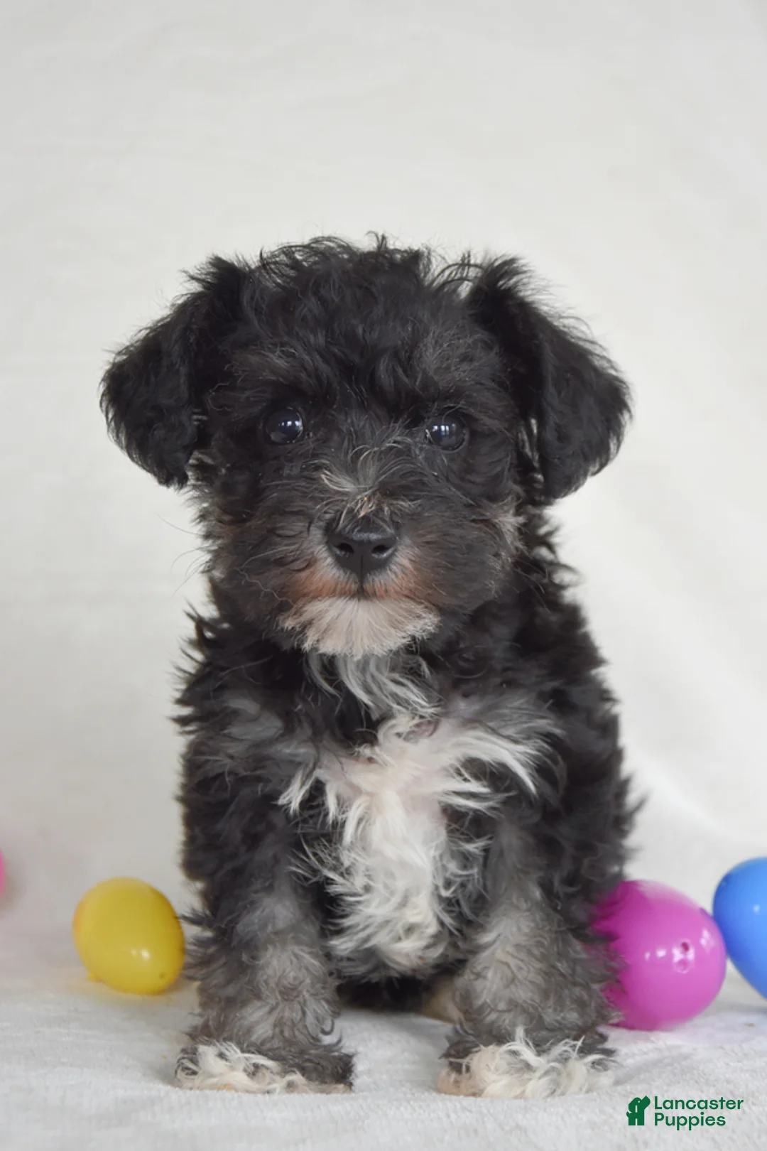 Miniature Schnauzer dogs for sale: Timber - Ad 2