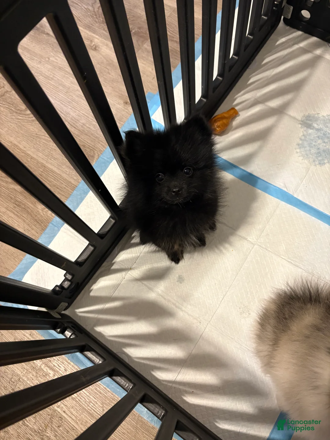 Pomeranian dogs for sale: Channel - Ad 2