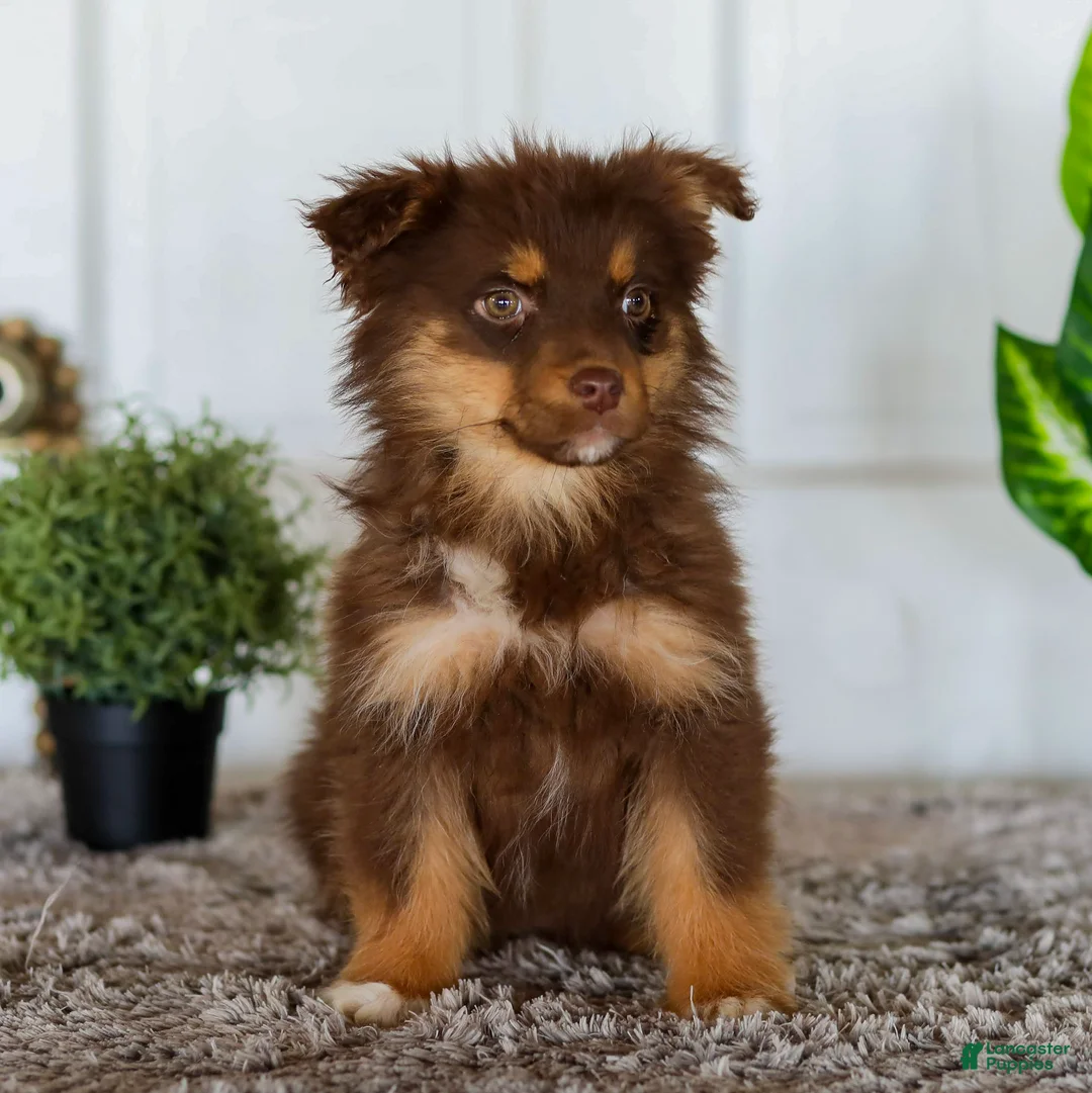 Australian Shepherd dogs for sale: Eva - Ad 3