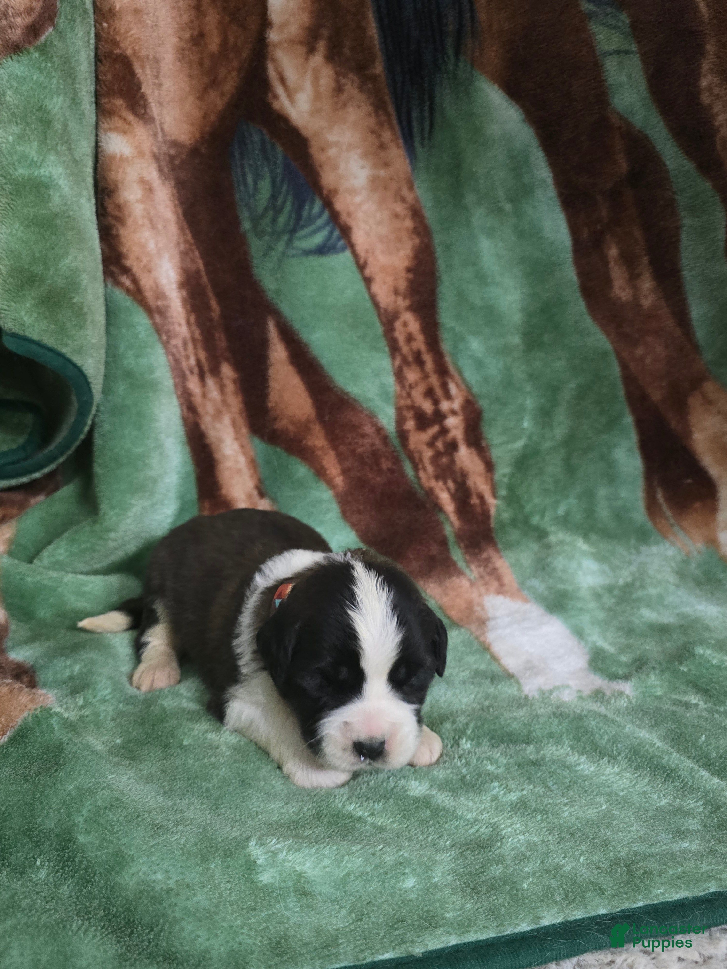 Saint Bernard dogs Southwest Male - Ad 8