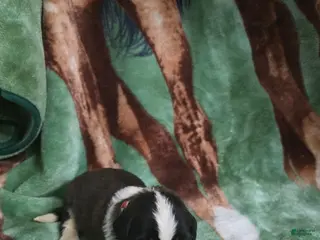 Saint Bernard dogs Southwest Male - Ad 8