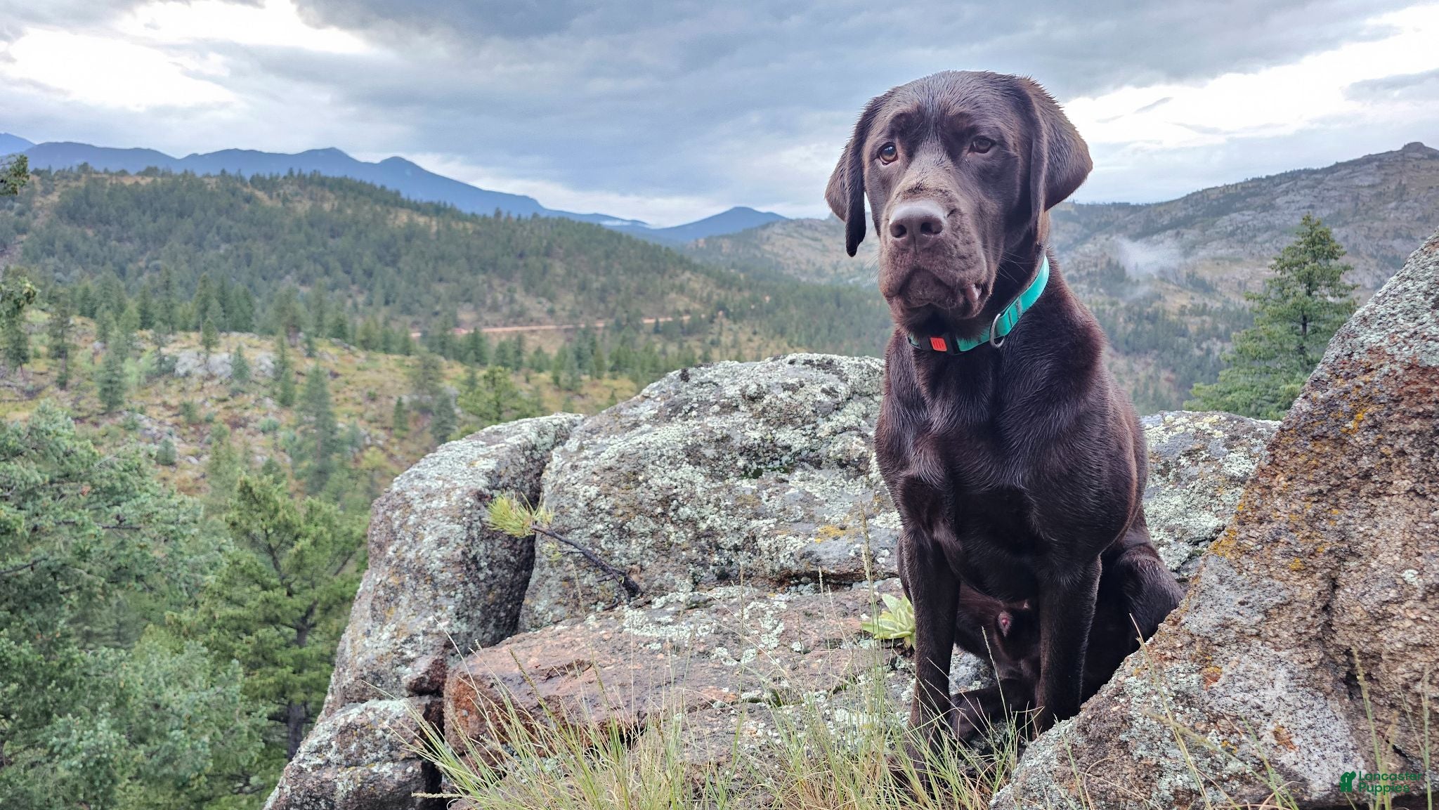 Labrador Retriever dogs Wallace - Ad 2