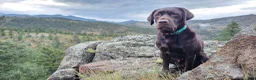 Labrador Retriever dogs for stud: Wallace - Ad 1