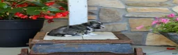 Havanese dogs for sale: AKC Cody - Ad 4