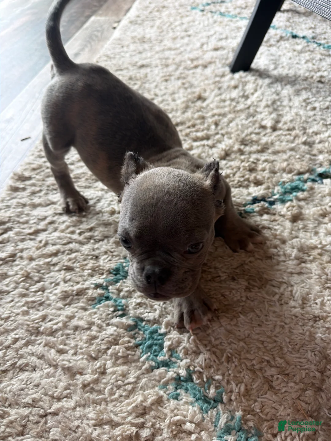 American Bully dogs for sale: American Bully Puppy 1 - Ad 2
